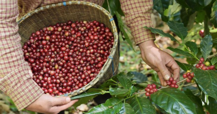 proses kopi mencapai kematangan